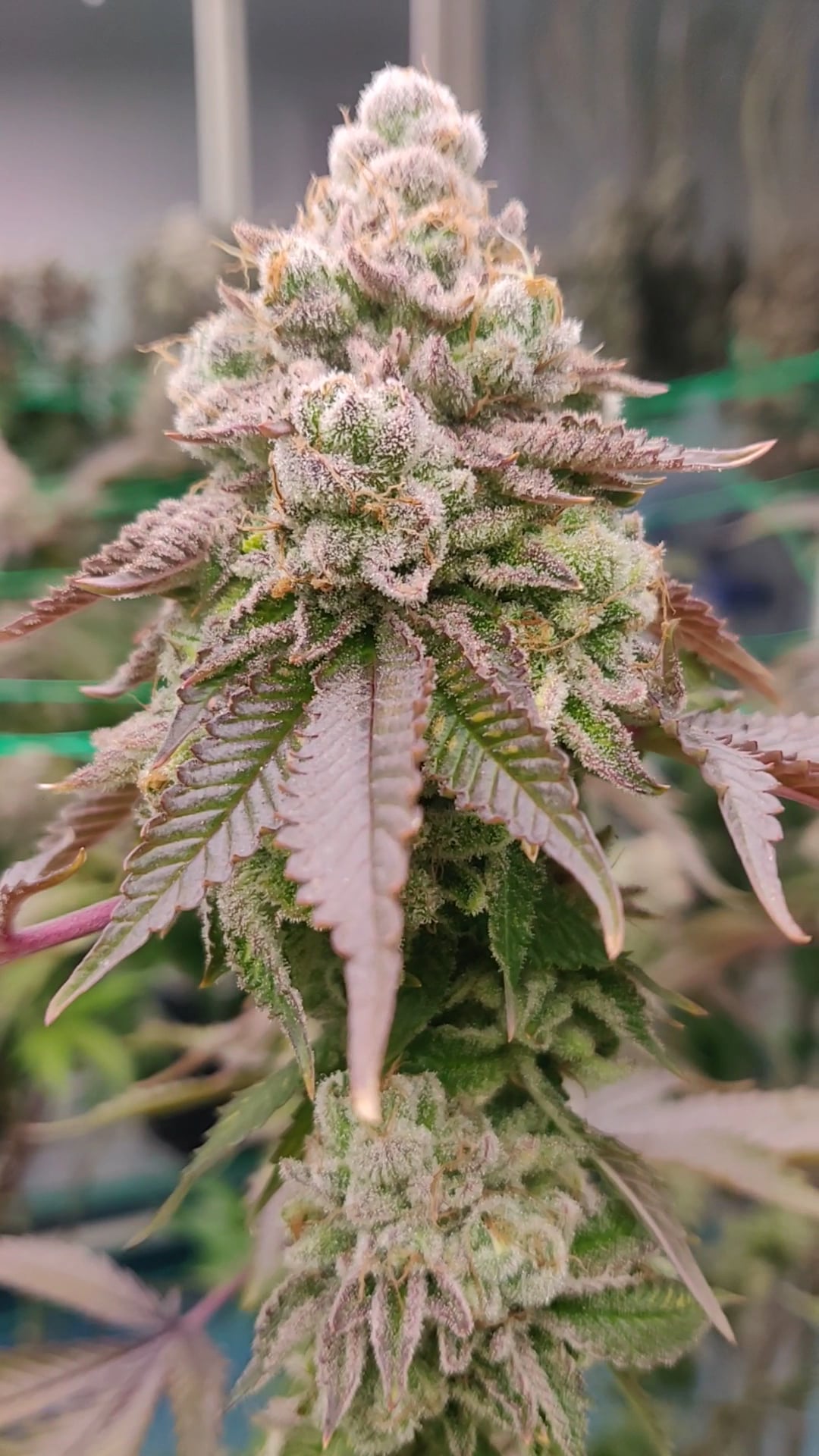 AP Cannabis Farm
