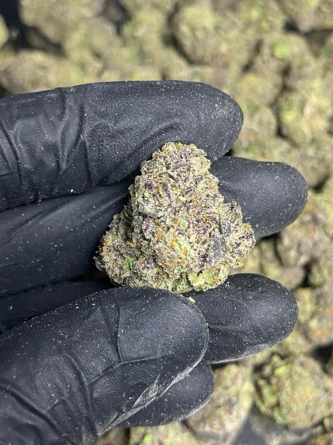 Exotic420 By