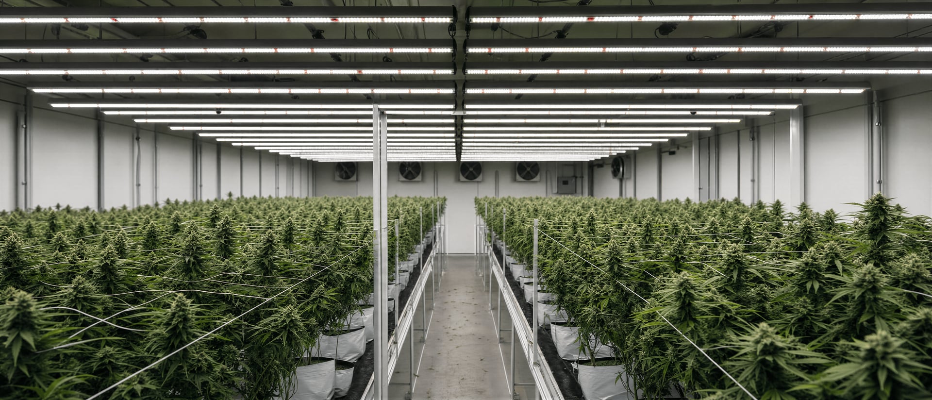 Pěstování cannabis v interiéru: Vědecky podložený průvodce