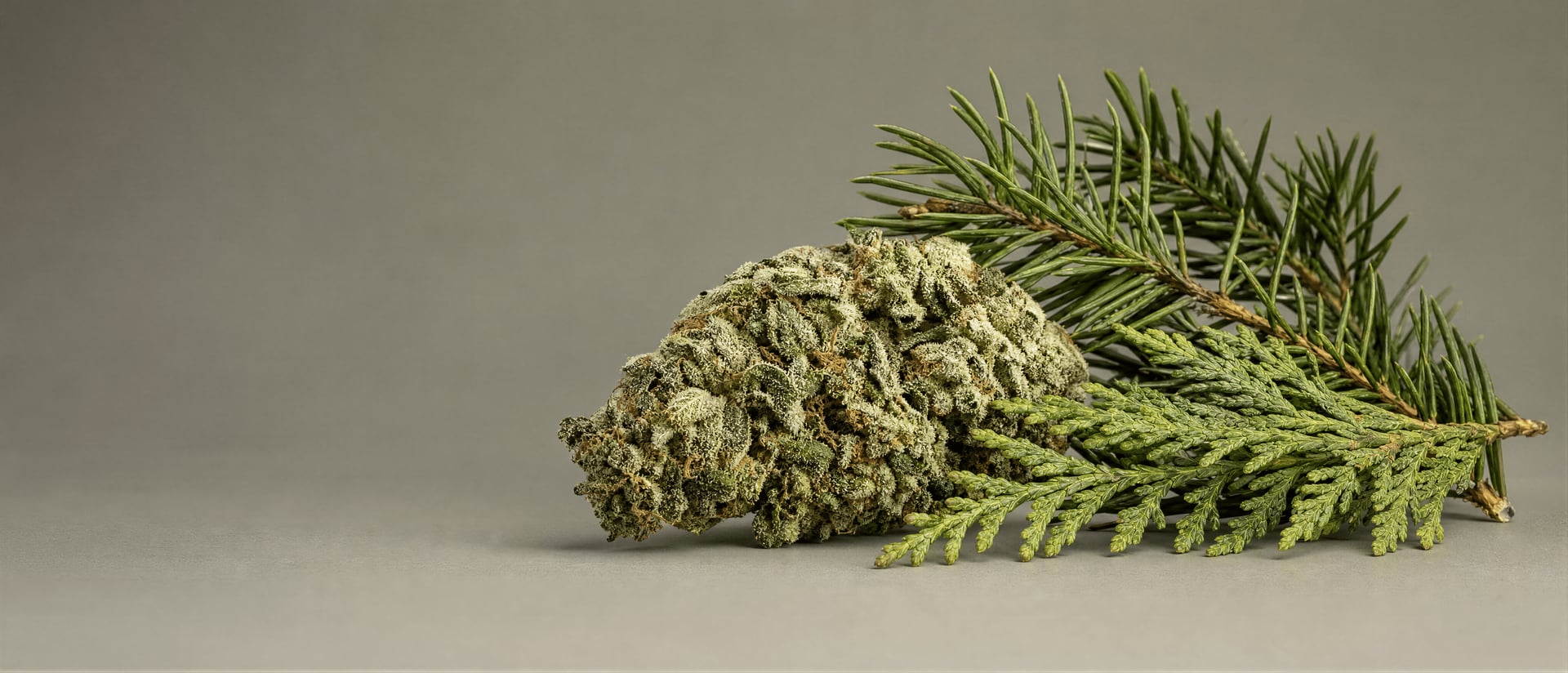 Terpen kamfen v cannabis: aroma a mezera v důkazech