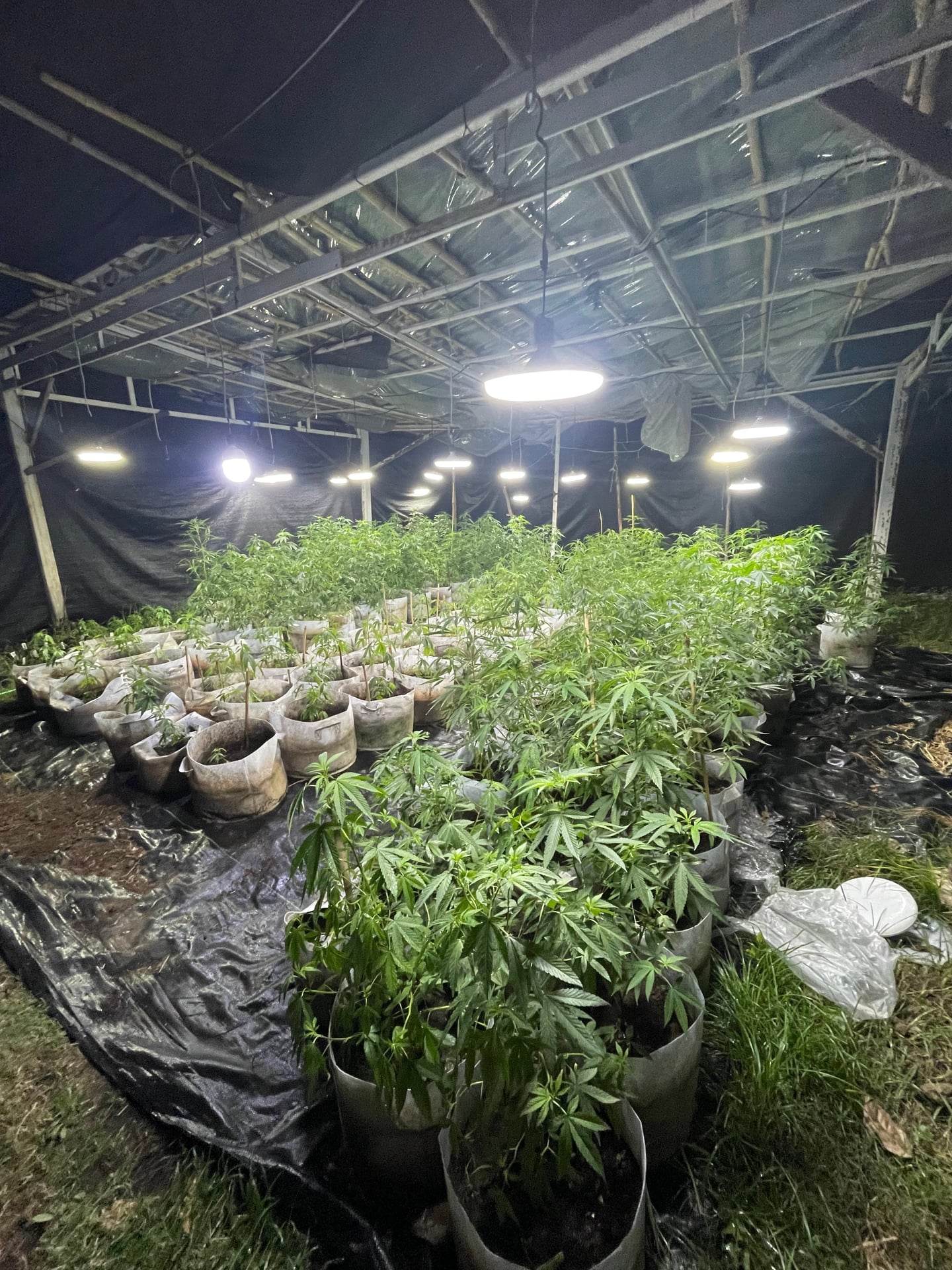 Fa Farm Cannabis