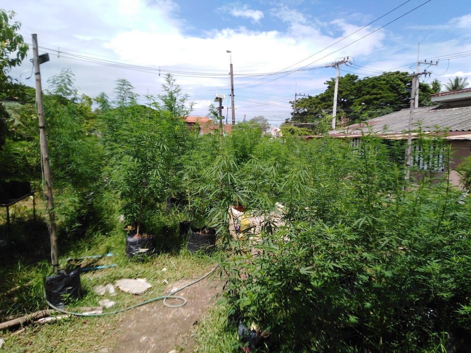 Pakoweed Marijuana