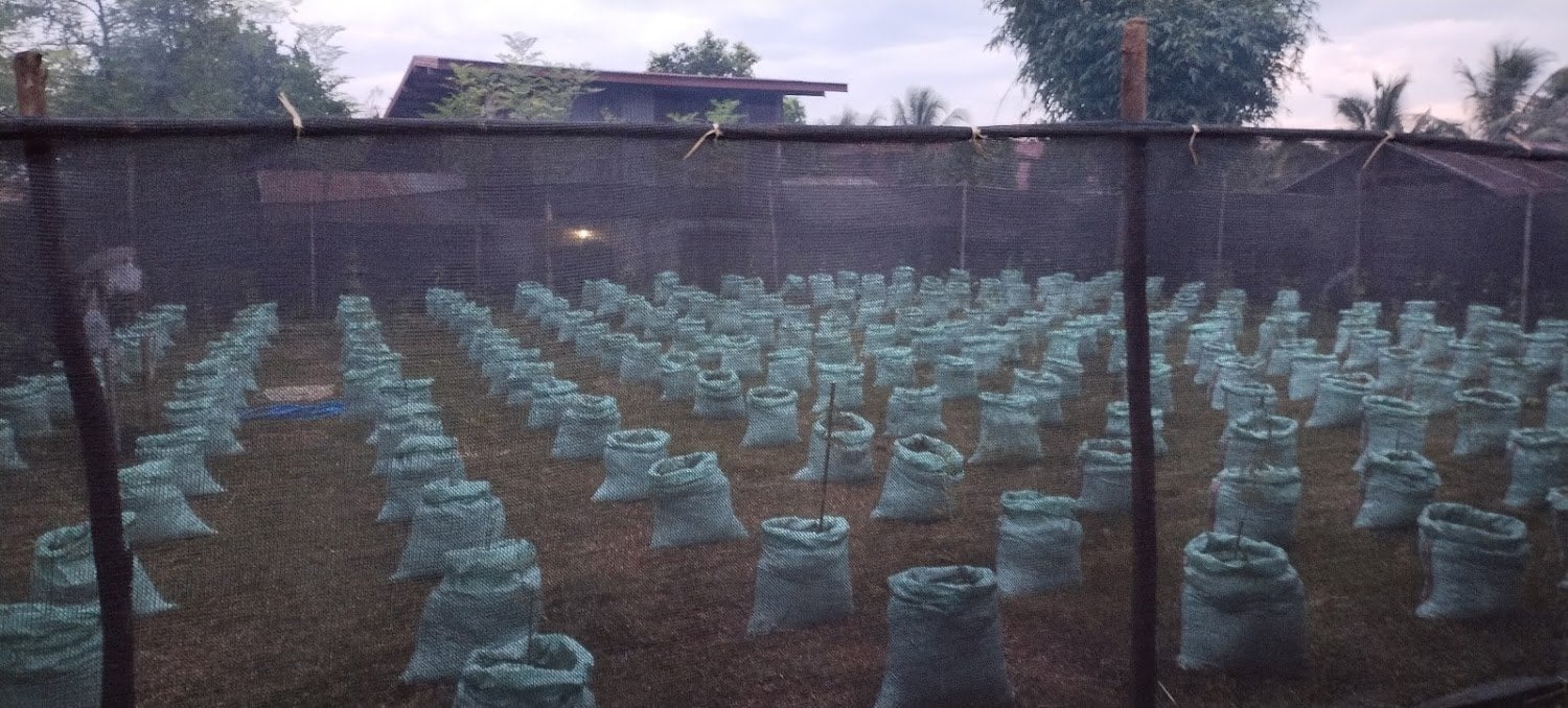 Father Phet’s Garden