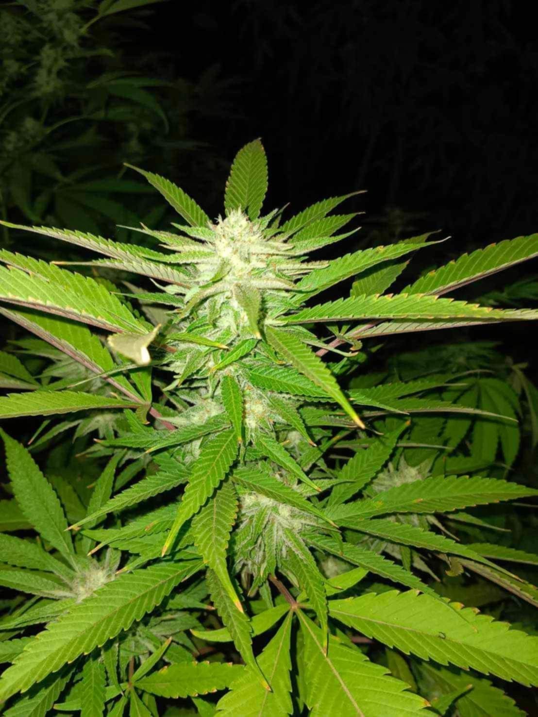 Level THC Farm
