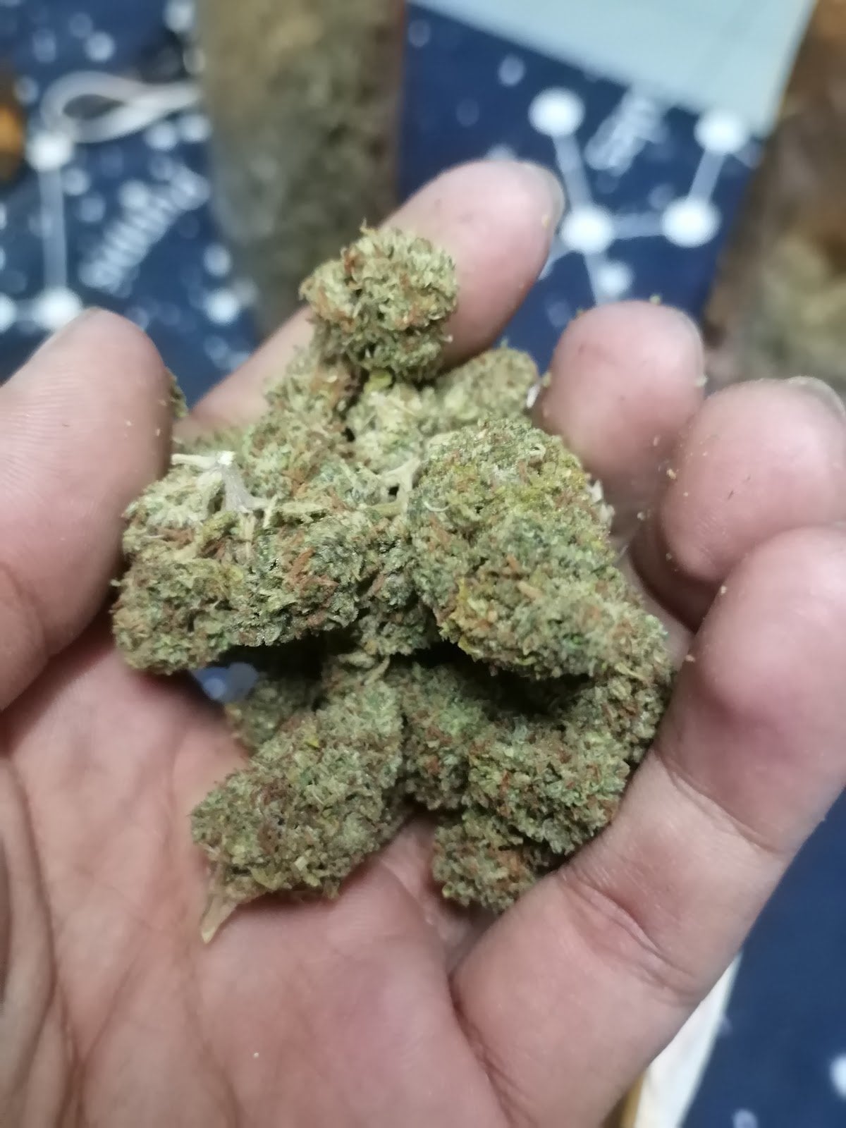 Niban Cannbes