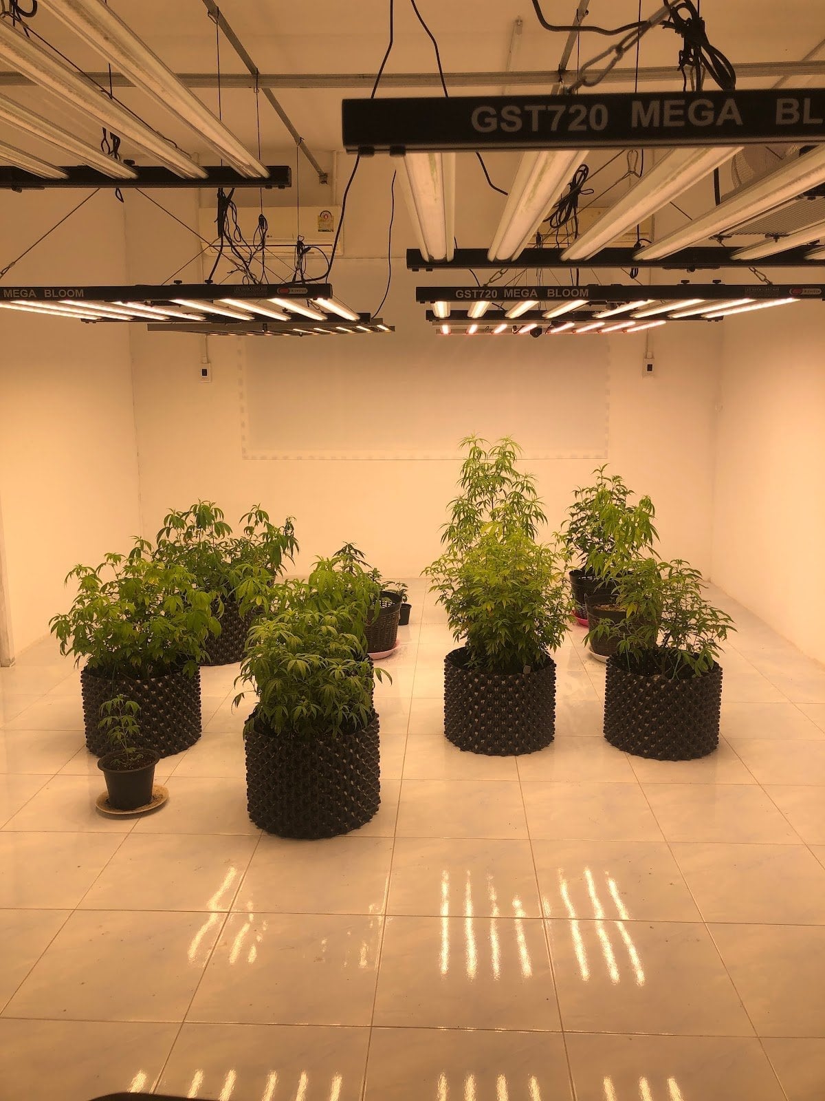 Cannabis Organic Phuket Farm