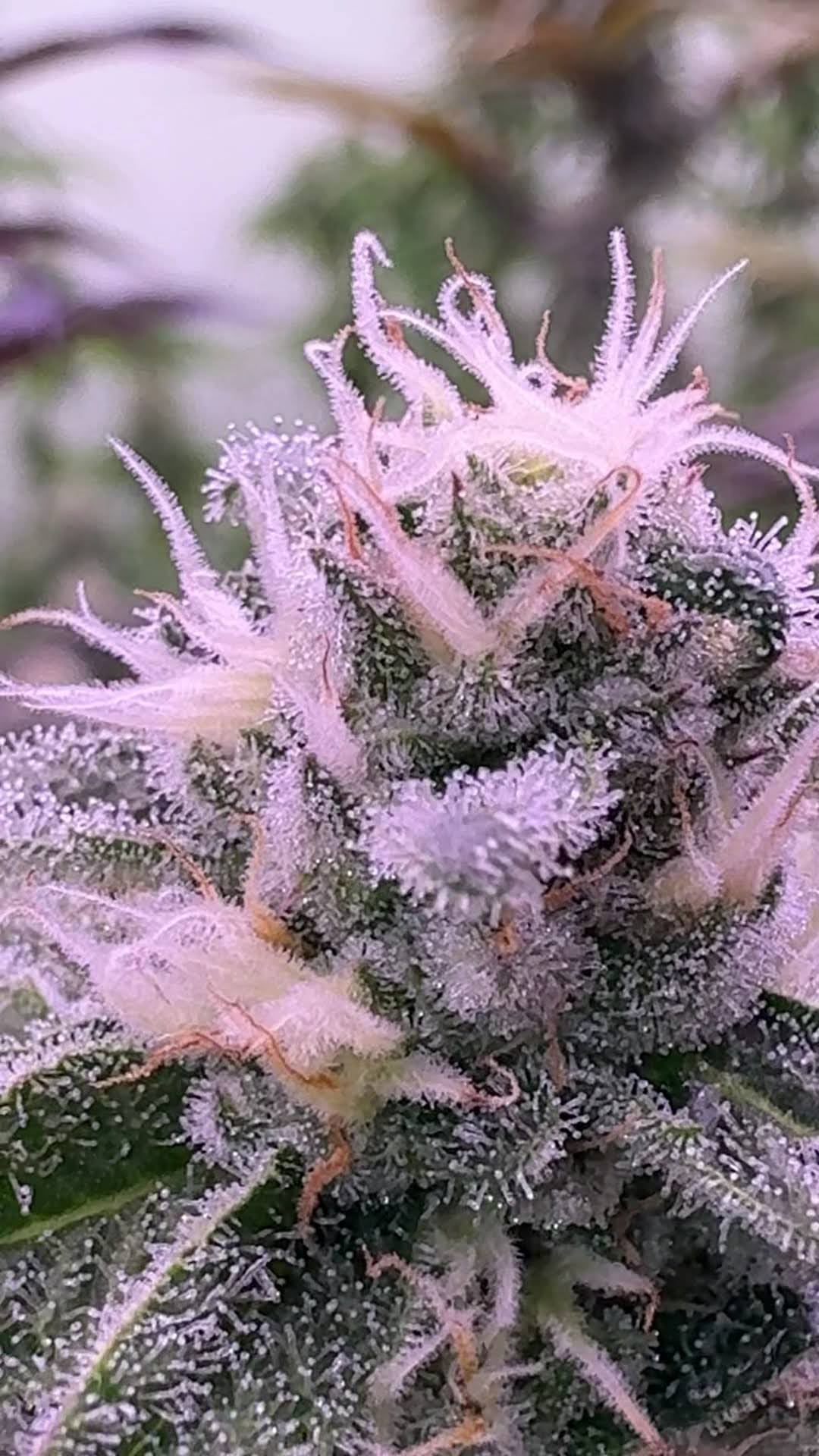 Family Weed Farm