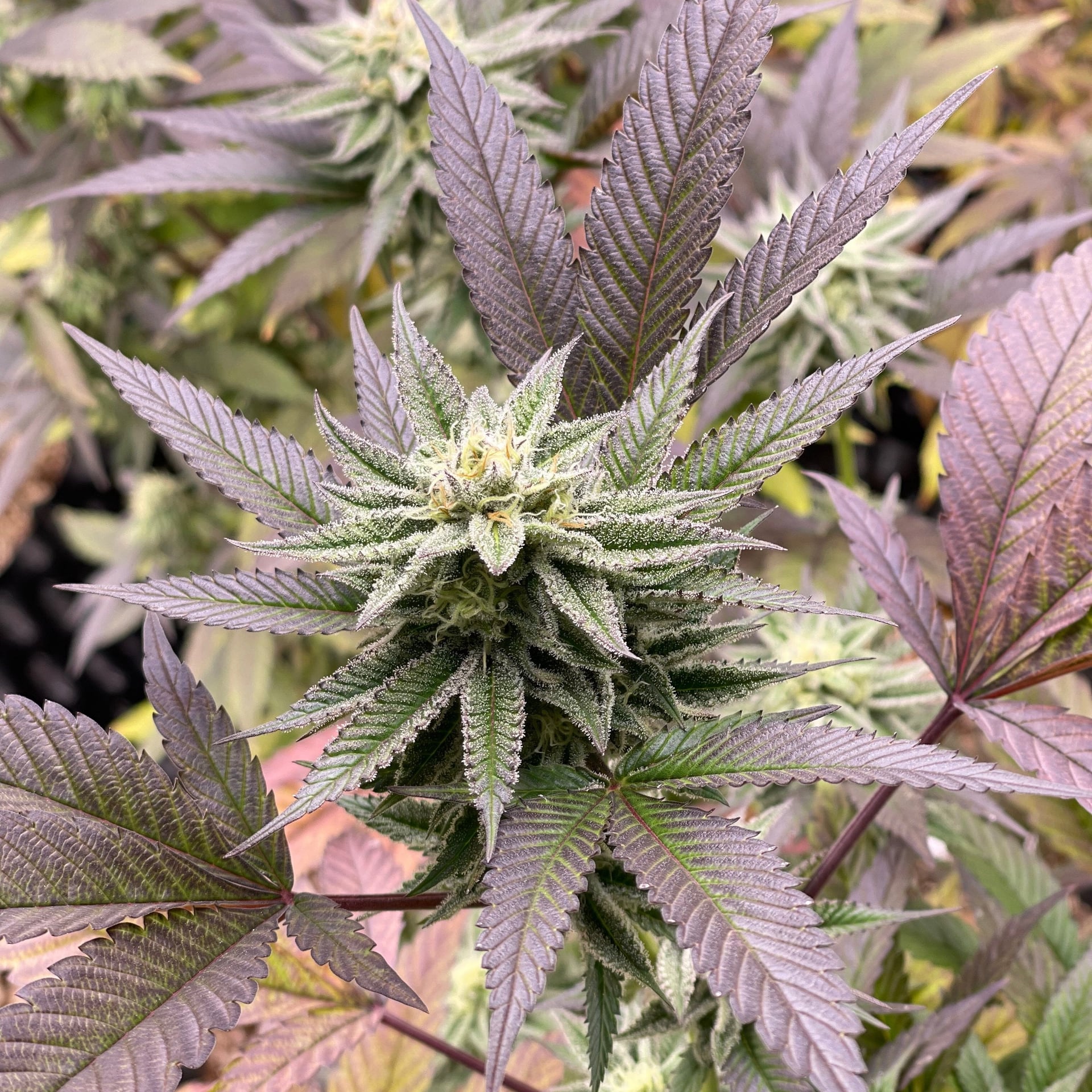 GoGrow Cannabis
