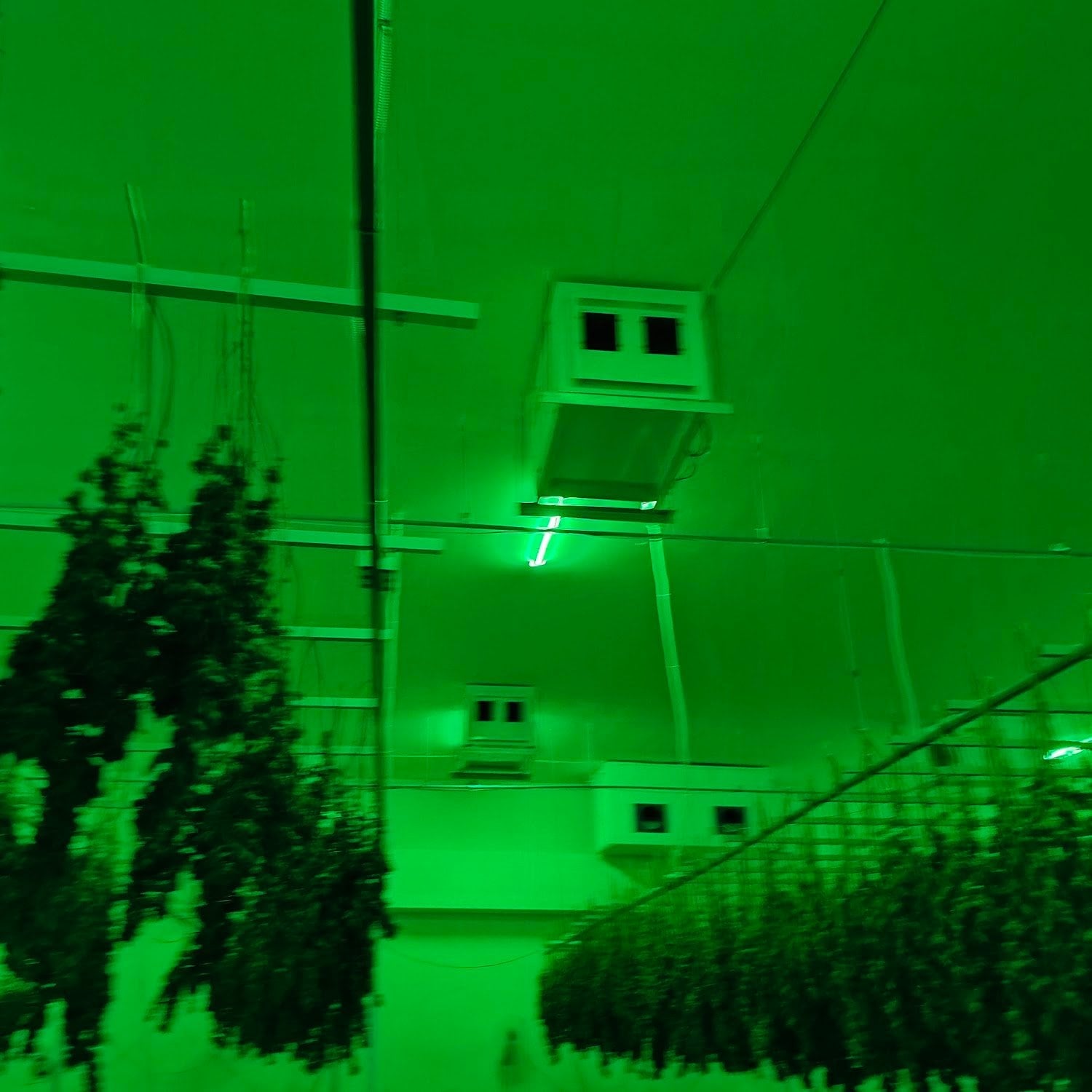 Youngblood Weed