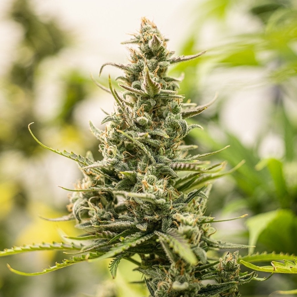 Og Kearth Mimosa Cake, Bruce Banner