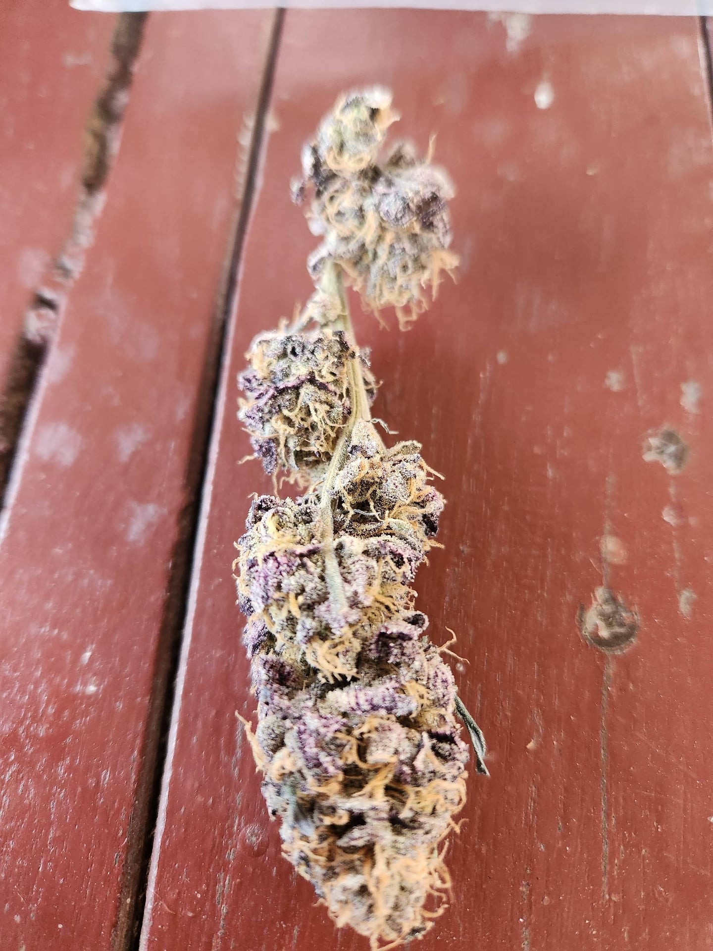 PandaBiz Farm