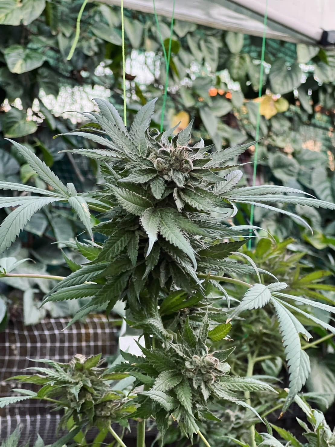 Surat OG