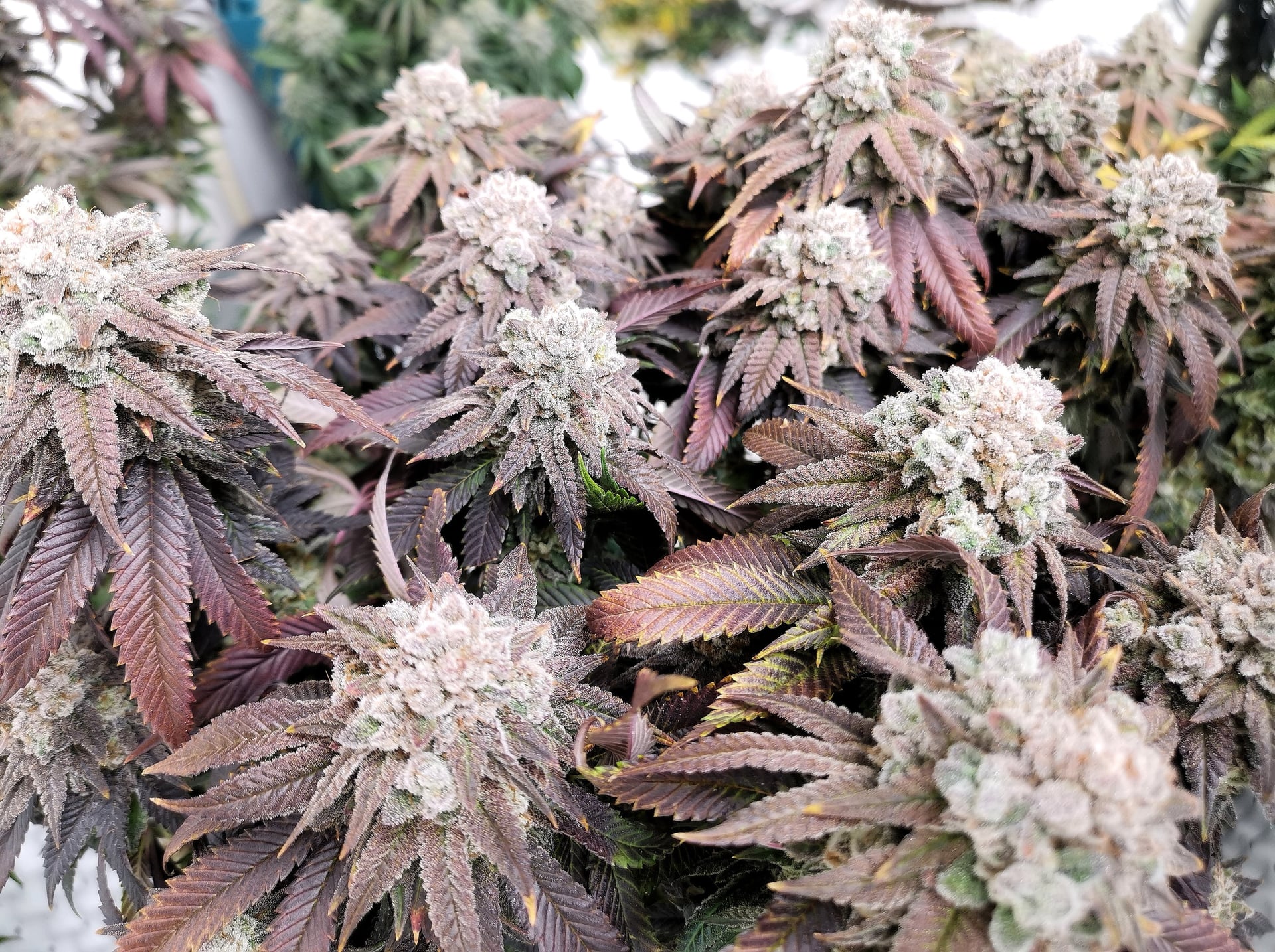 7Th Heaven Cannabis Koh Chang