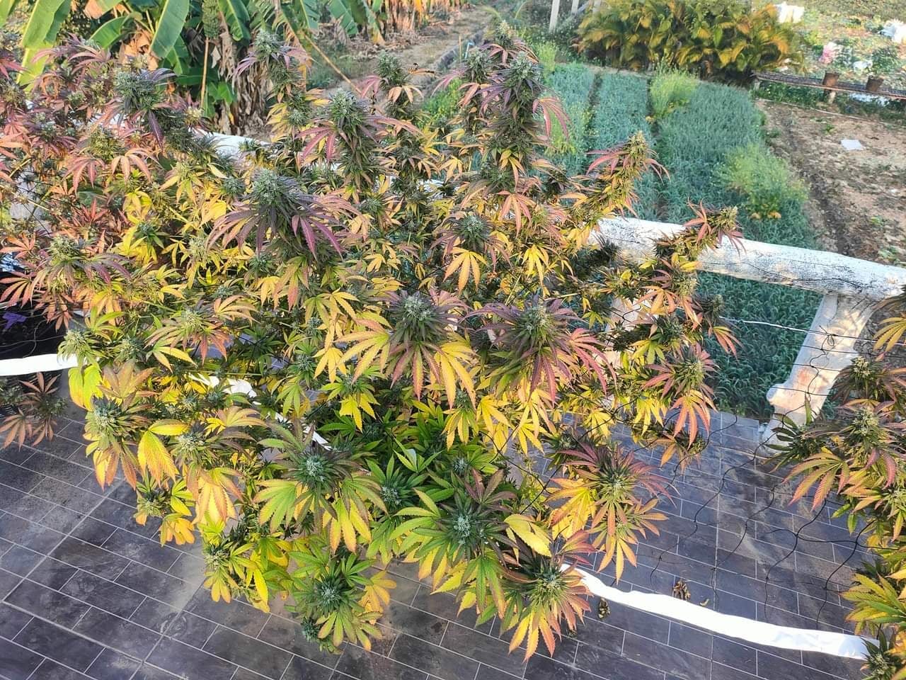 BongKok Cannabis Farm And