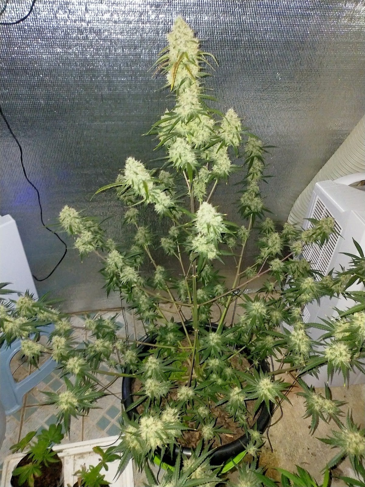 G.Autoseeds