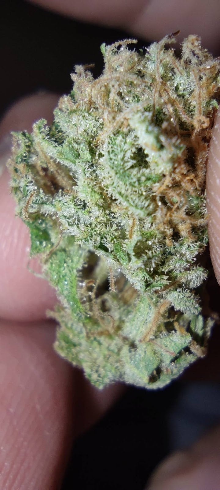 Cannabey's