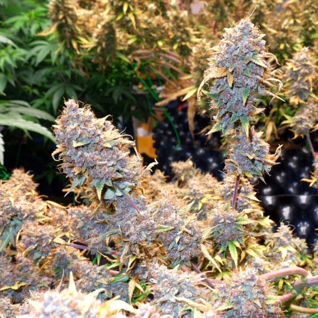 The Normal Buds