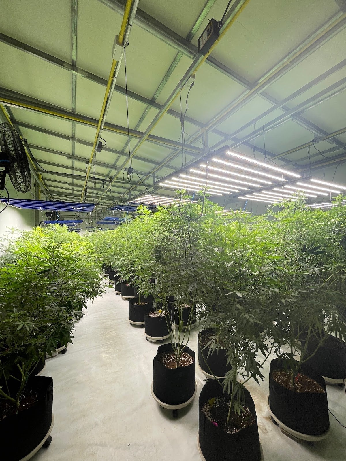 Golden Horse Hemp Limited