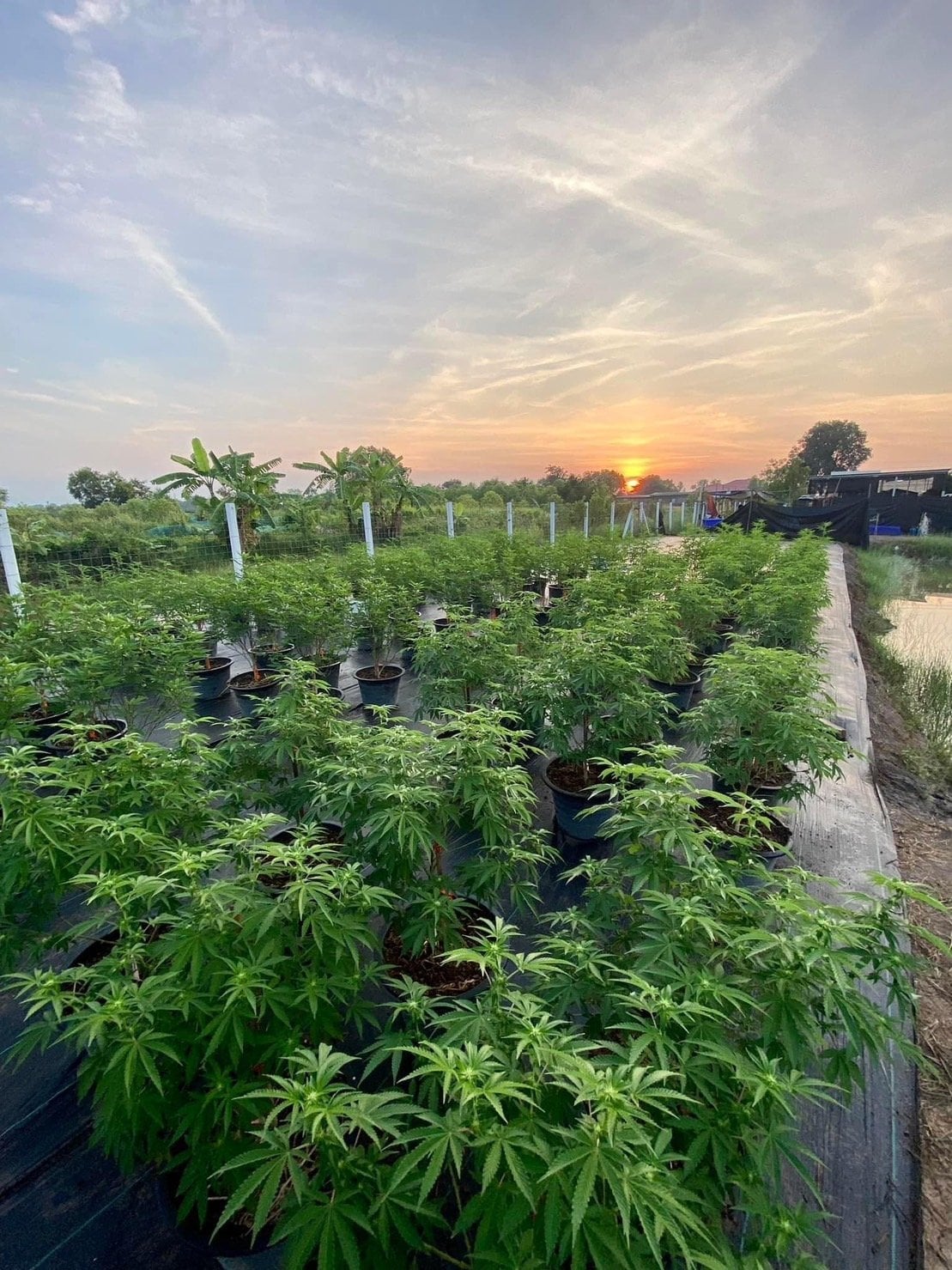 Mars Cannabis Farm