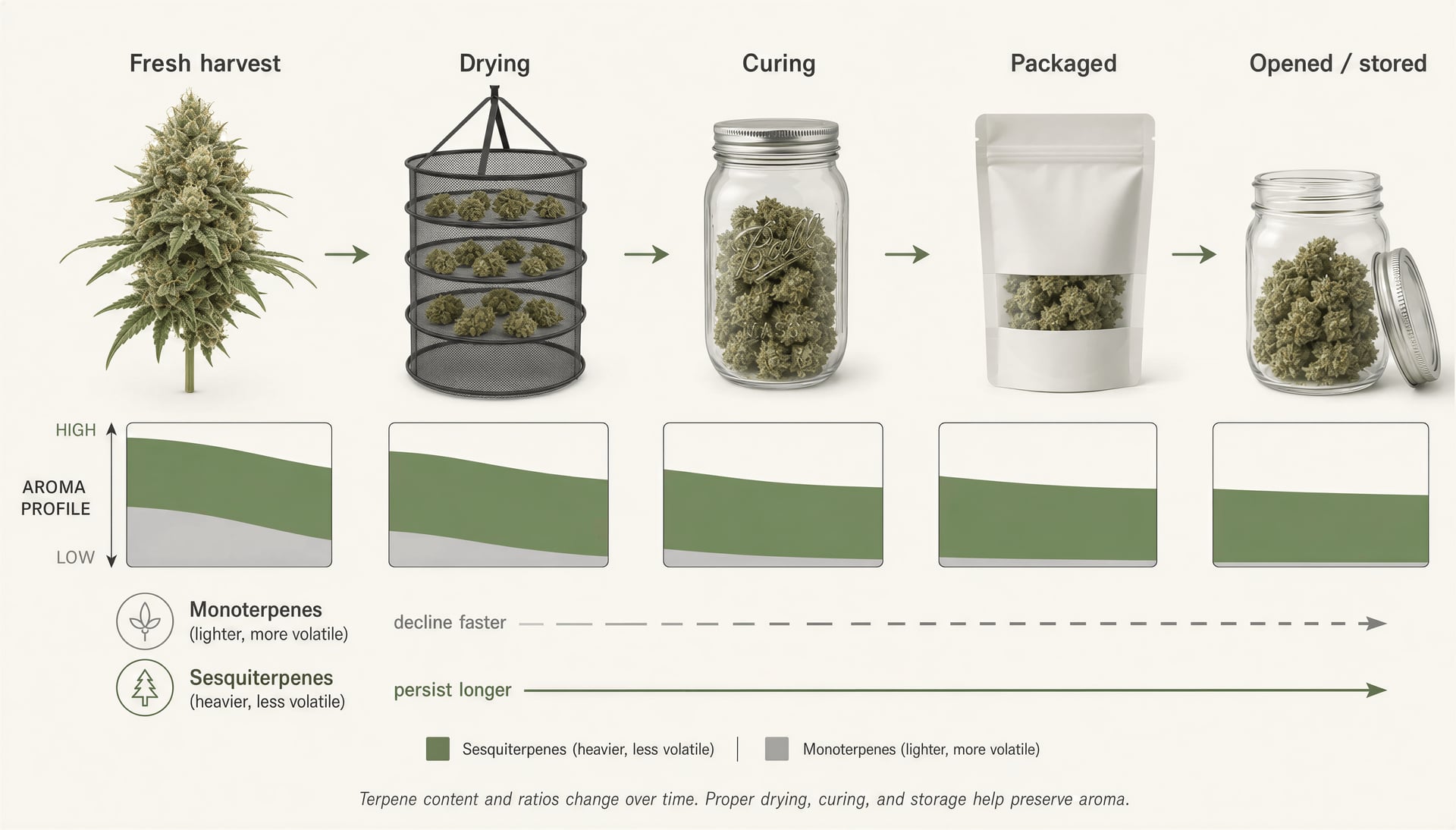 Schematic of cannabis flower moving from harvest to storage as volatile terpenes gradually change