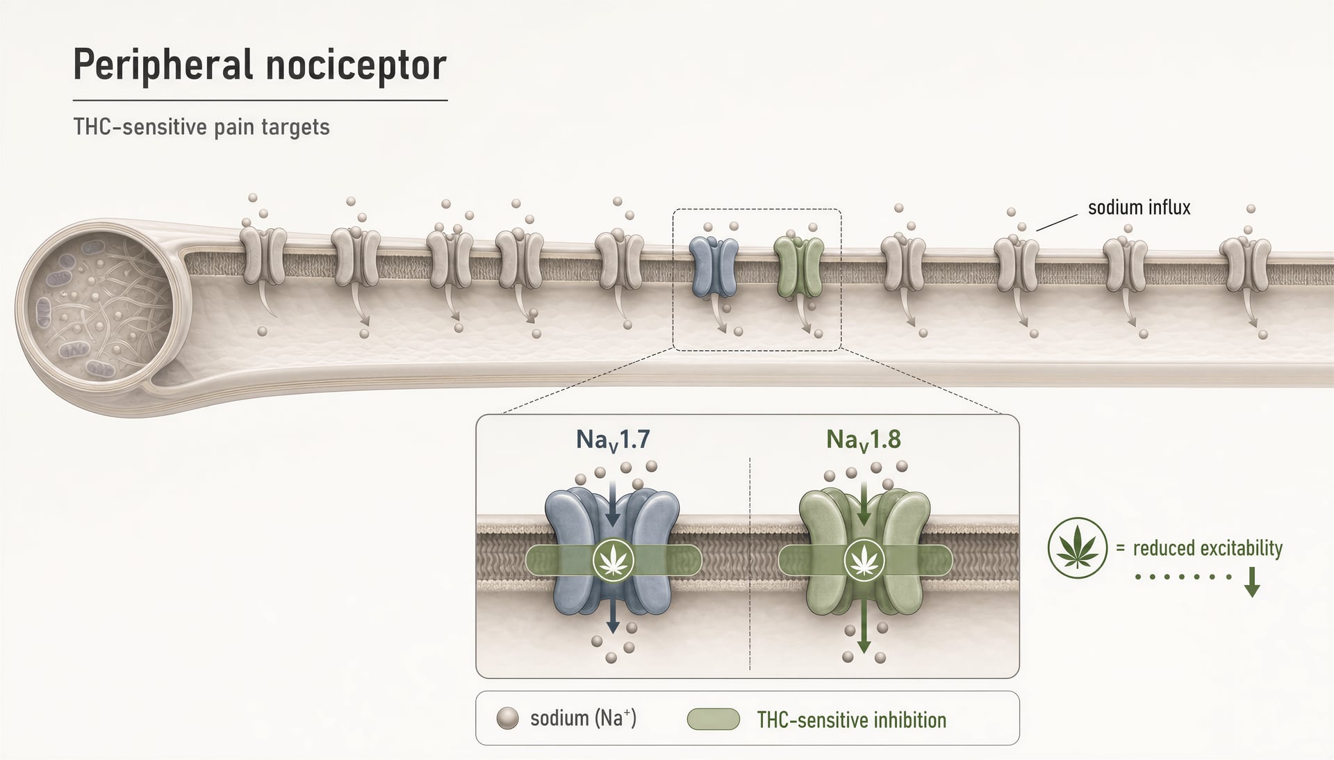 الأهداف الجزيئية غير التابعة لـCB1/CB2 للـcannabinoids: قنوات TRP، وPPARs، وGPRs، وSerotonin، وقنوات NaV