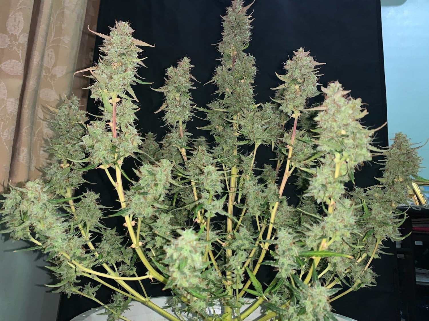 Gun Cannabis Farm