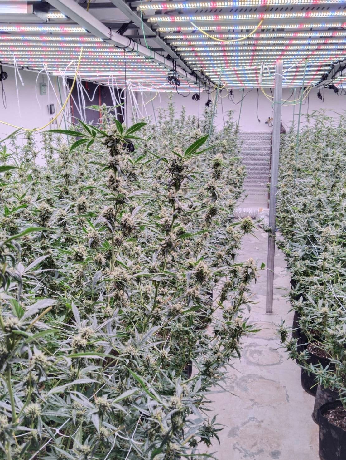 Mali Cannabis House