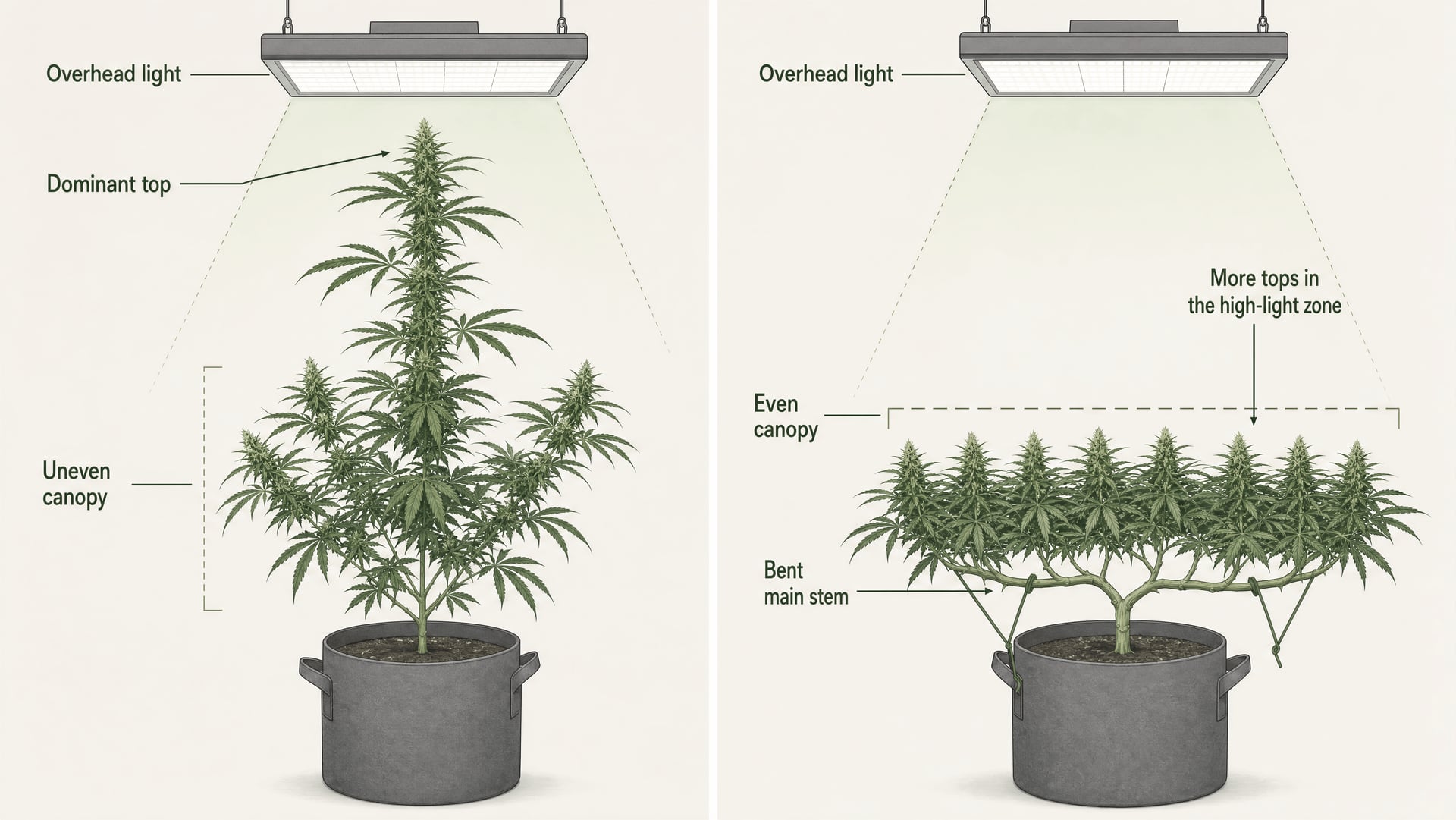 دليل تقنيات تقليم ونزع أوراق cannabis