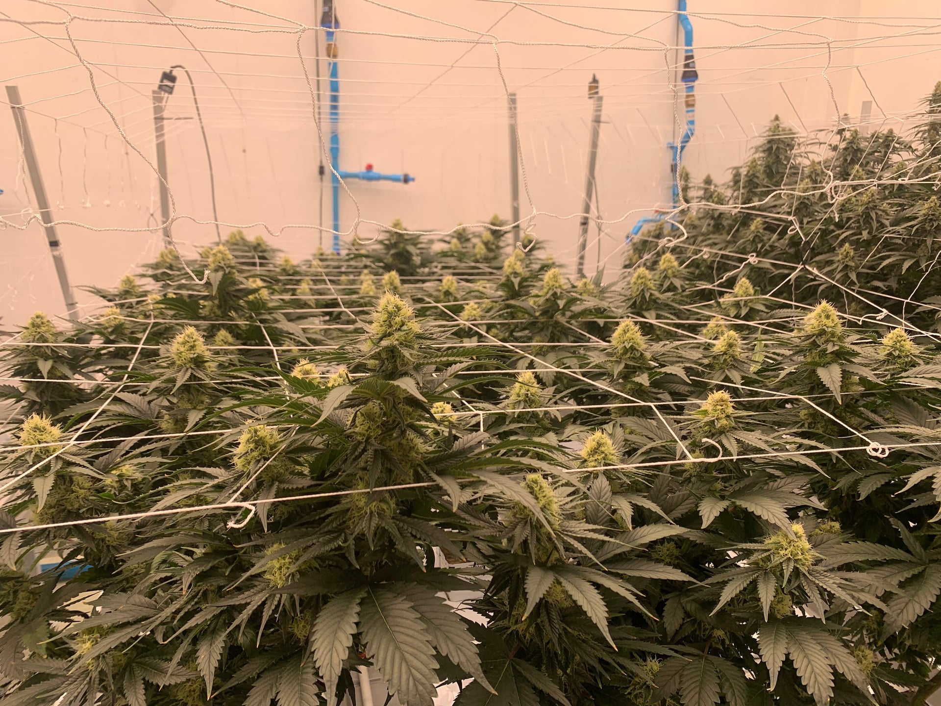 CannDeeBiz