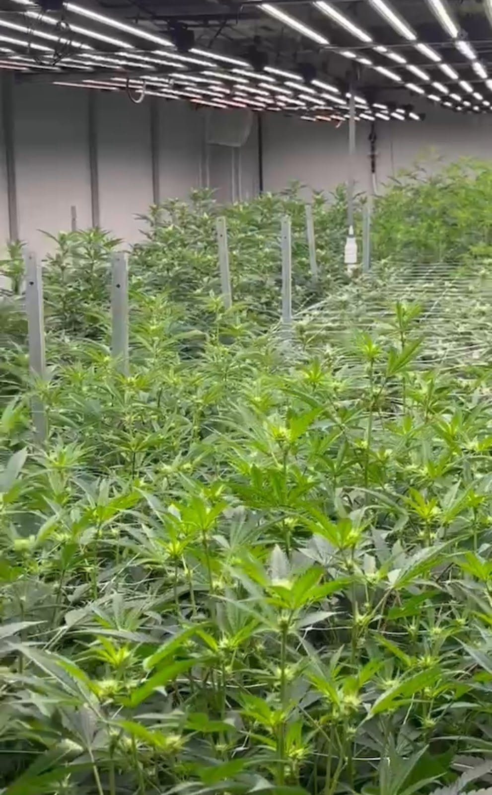 MCC Medical Cannabis Center