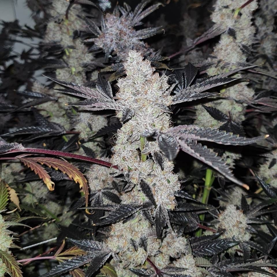 Ganja Buriram Farm Cannabis