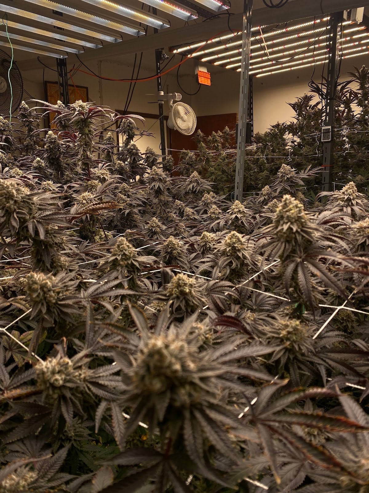 BT420 Farm