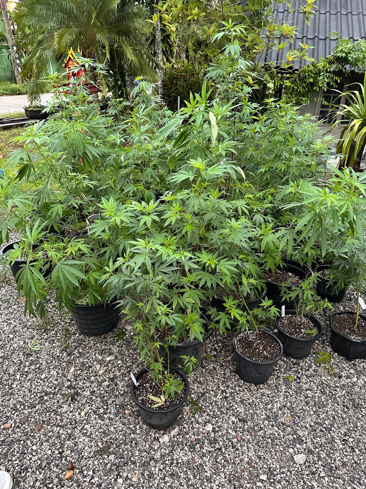 Chiewlarn Grower & Cannabis Weed