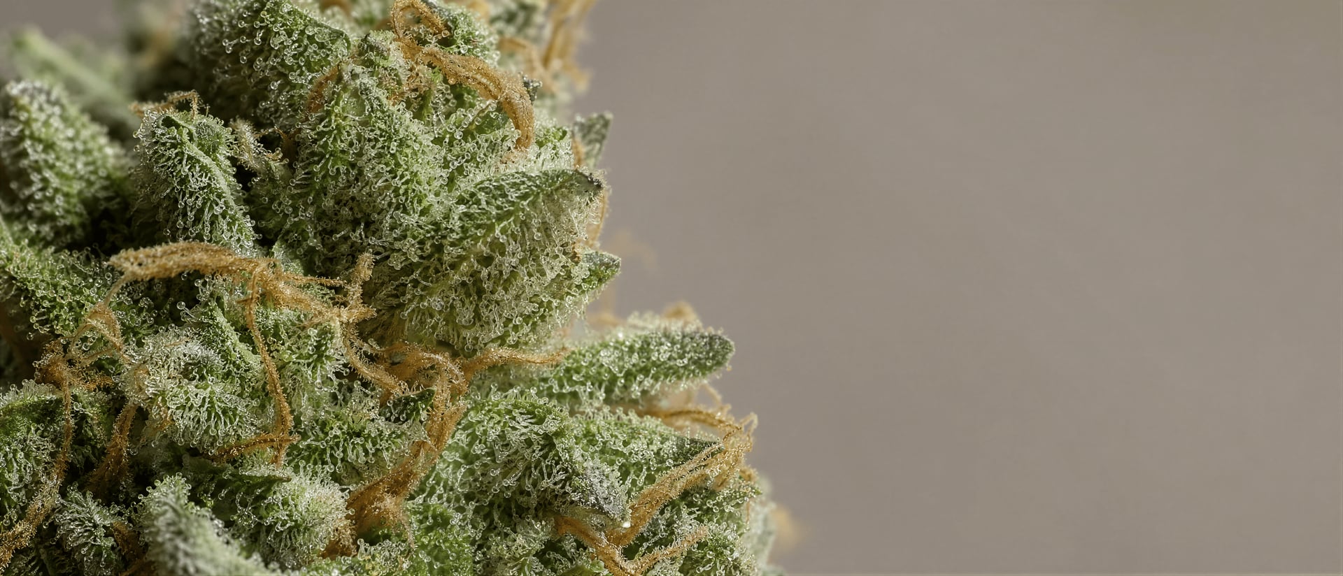 Terpénové profily Cannabis: poměry, účinky, důkazy