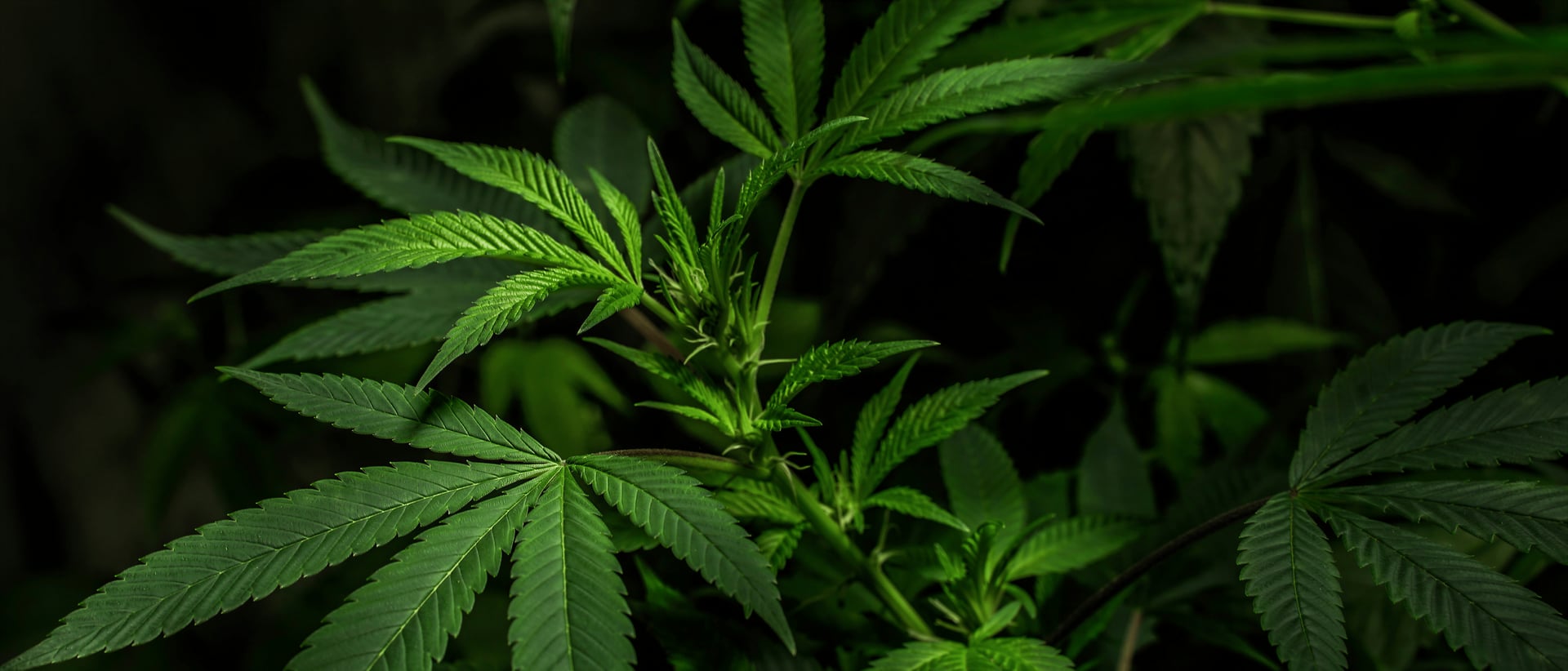 Cannabis Social Club Freiburg hero