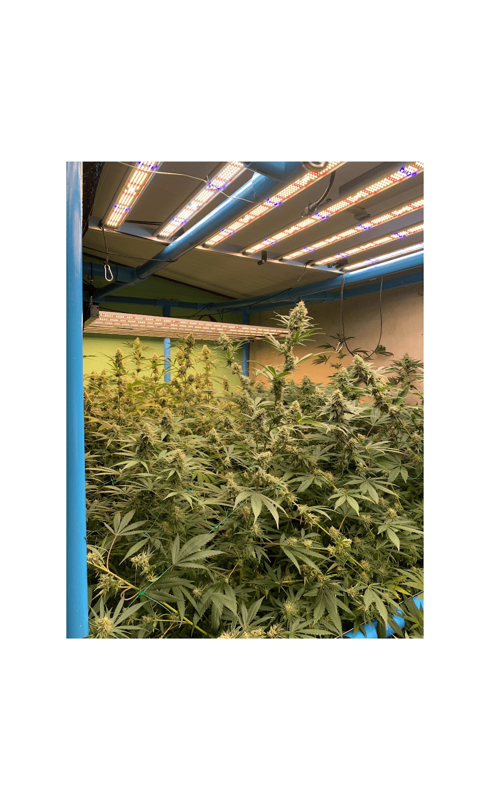 Hemp Zone