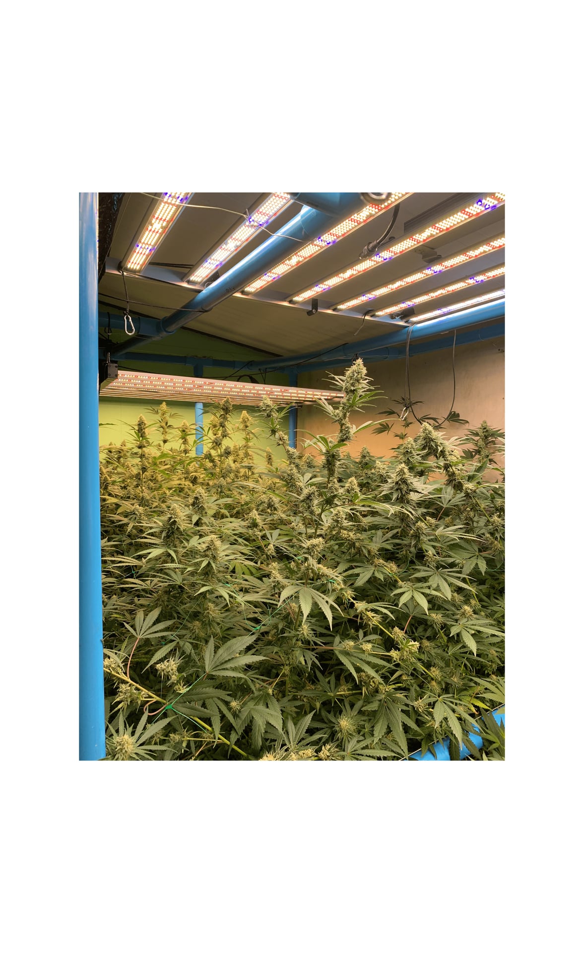 Hemp Zone