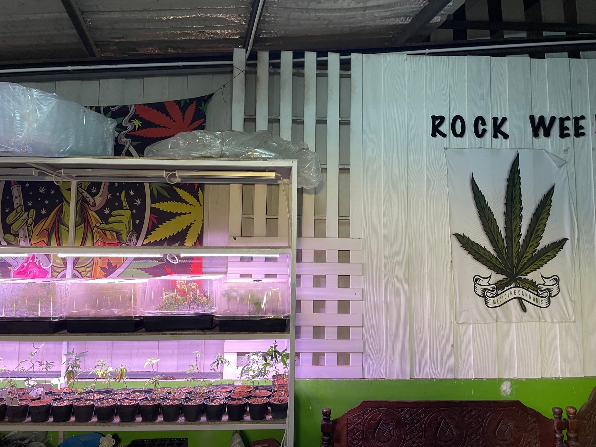 Rockweed Cannabis Shop Songkhla