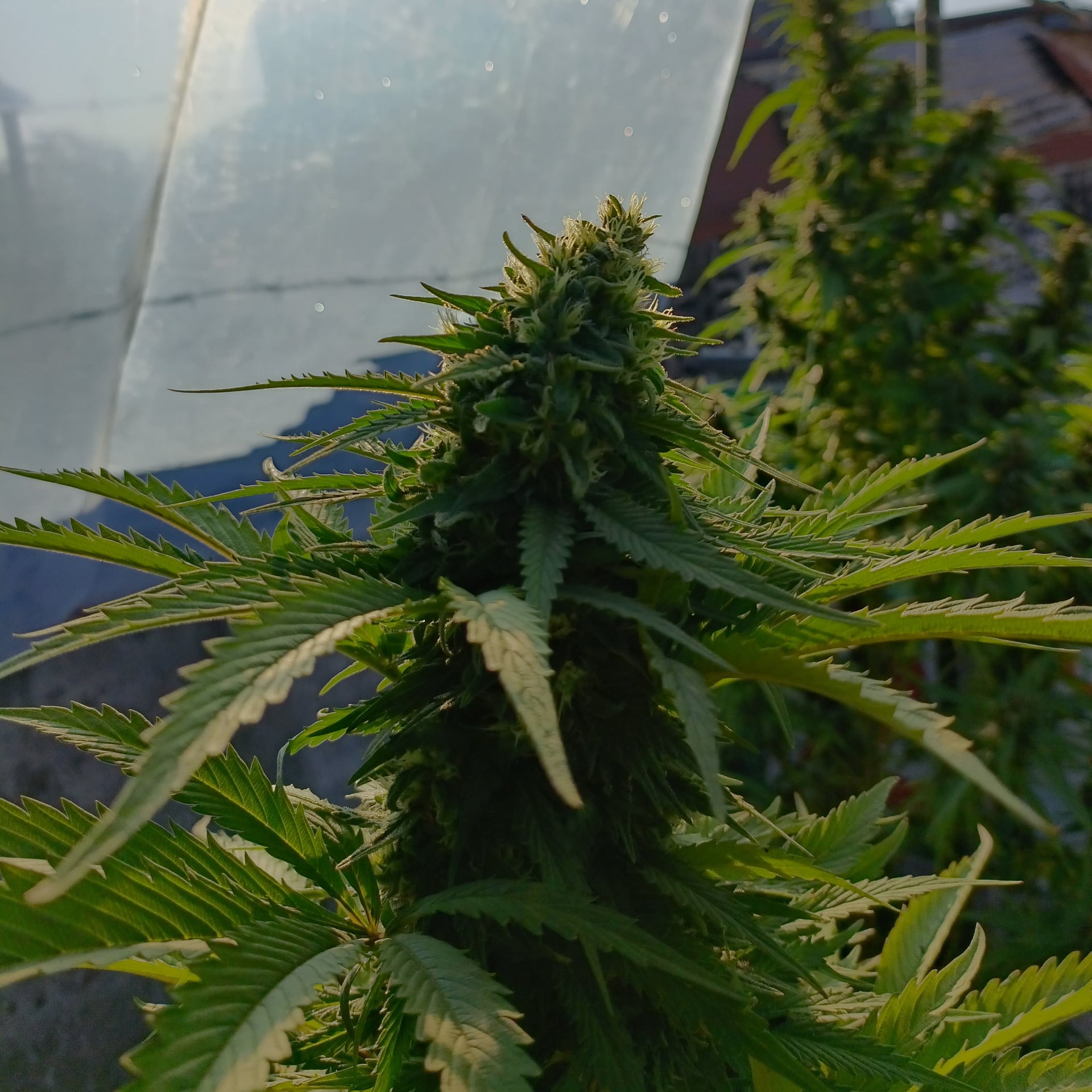 High Smoke OG