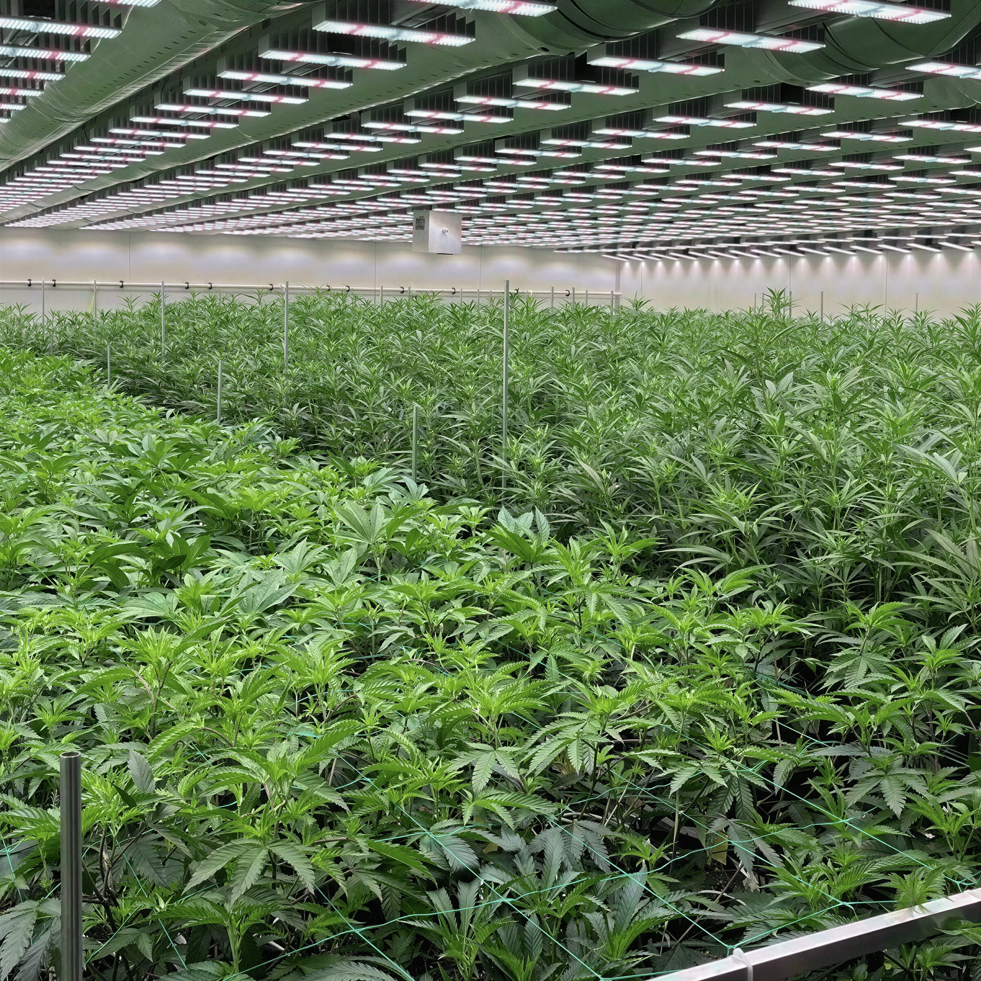 The Marijuana Club