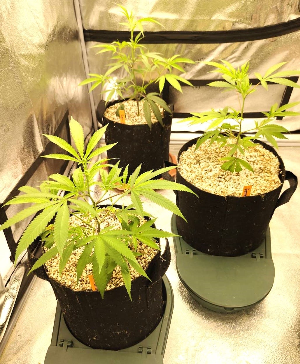 Jungle Garden Cannabis Dispensary Bailan