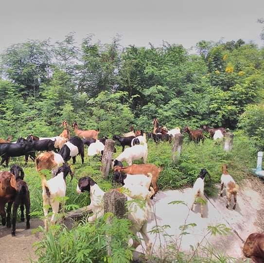 Meechai Farm