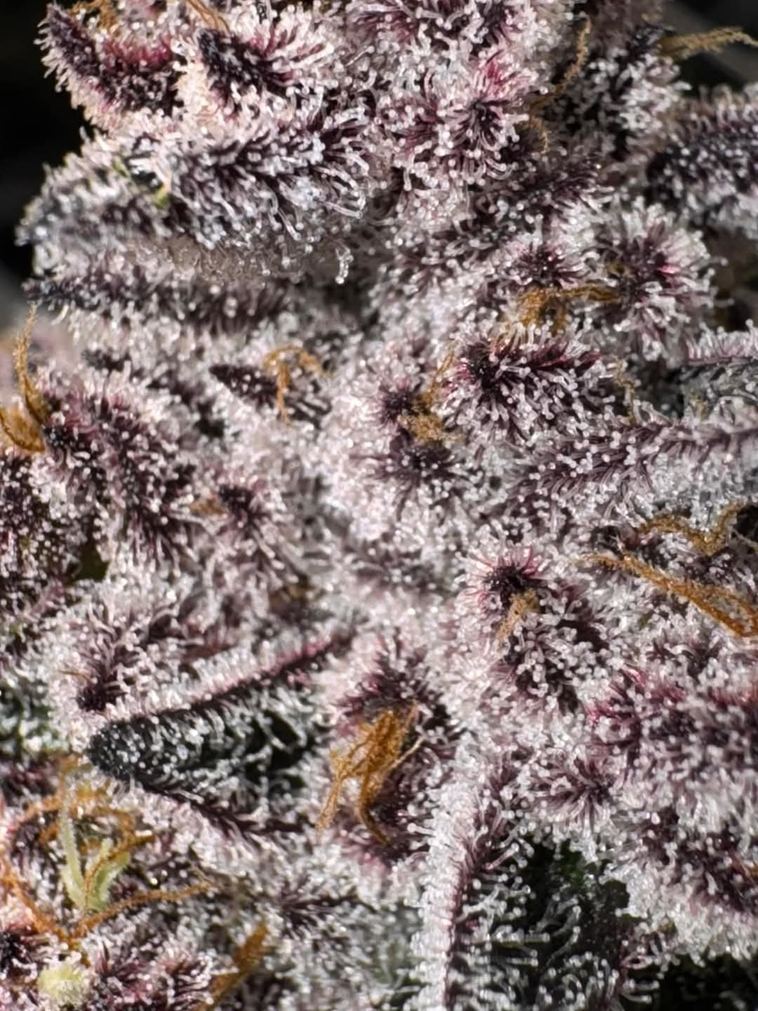 Grow & Grin - Cannabis Friends