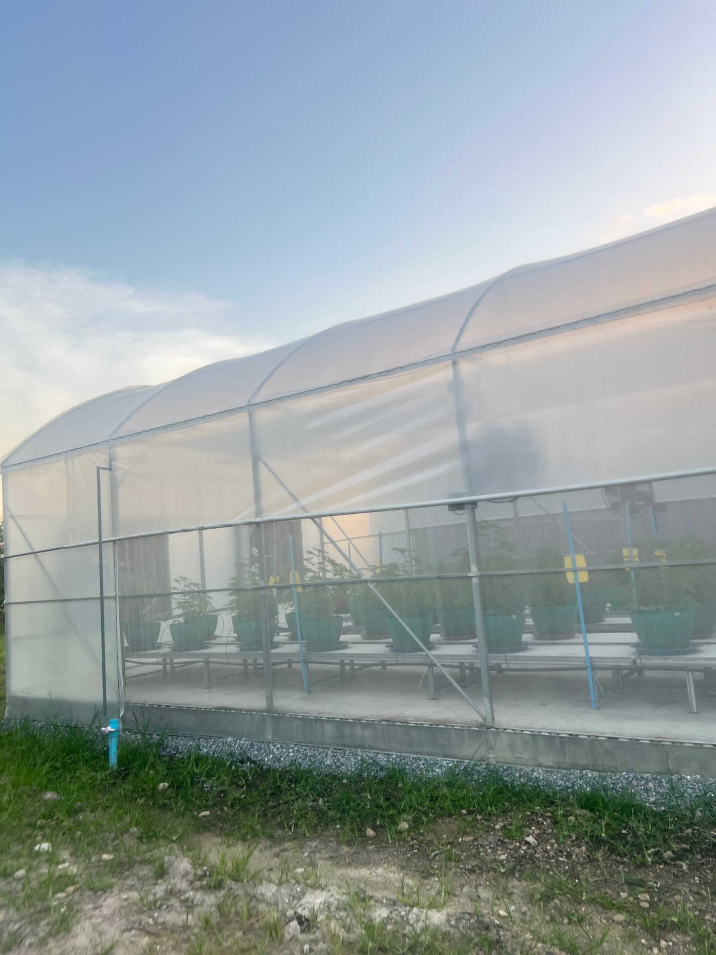 Global Partner Cannabis Farm