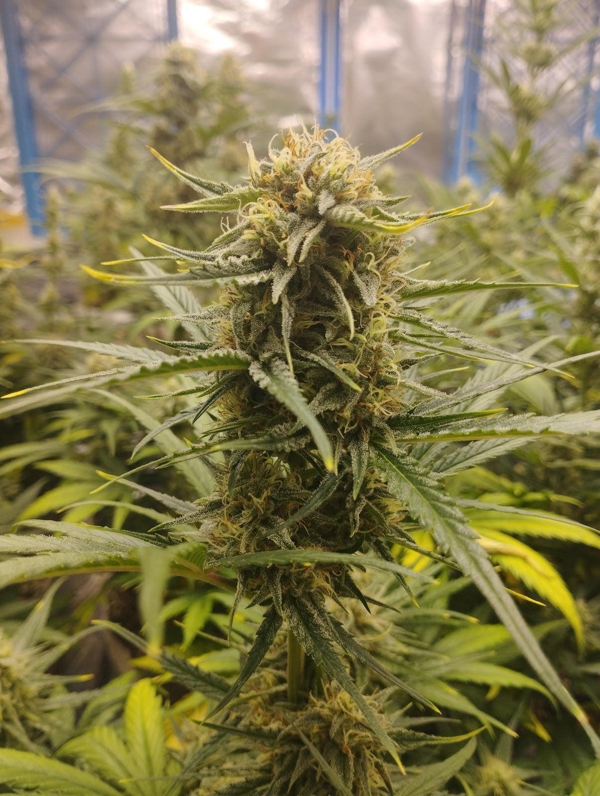 Triple Cannabis Farm & Coffeshop