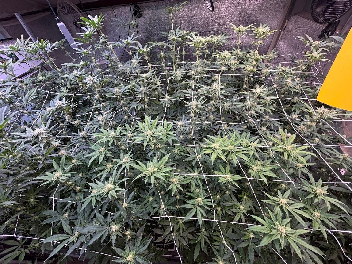 Black Sheep Cannabis420