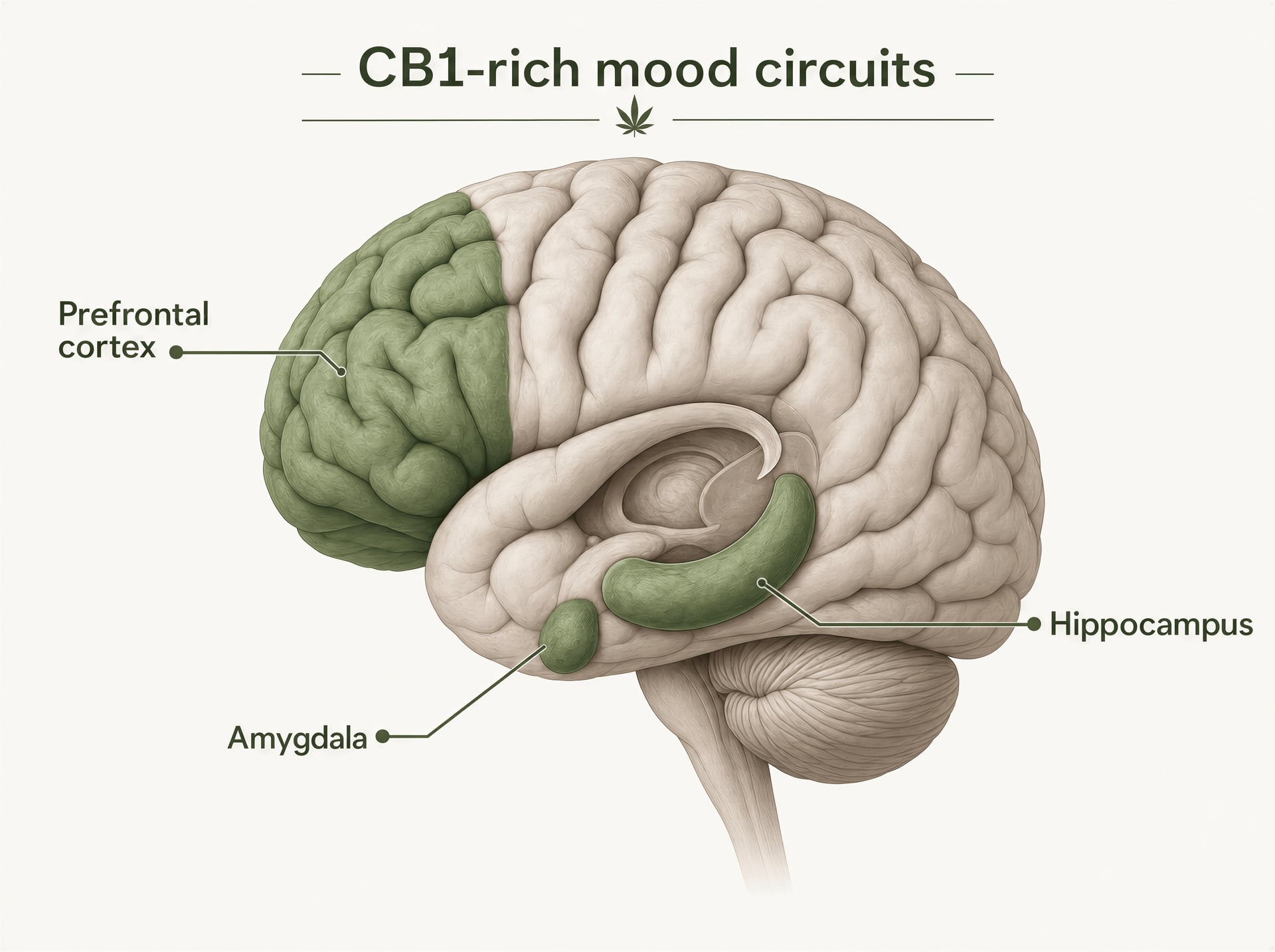 cannabis en depressie: wat het bewijs aantoont