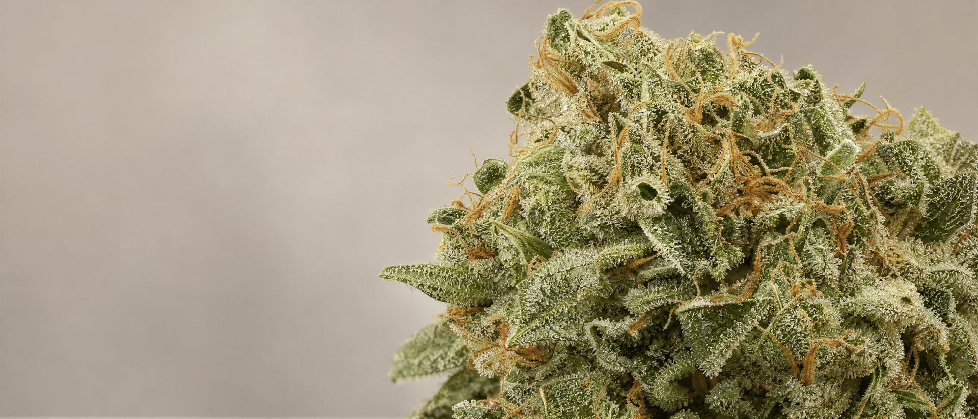Borneol jako terpen v cannabis: Důkazy a účinky