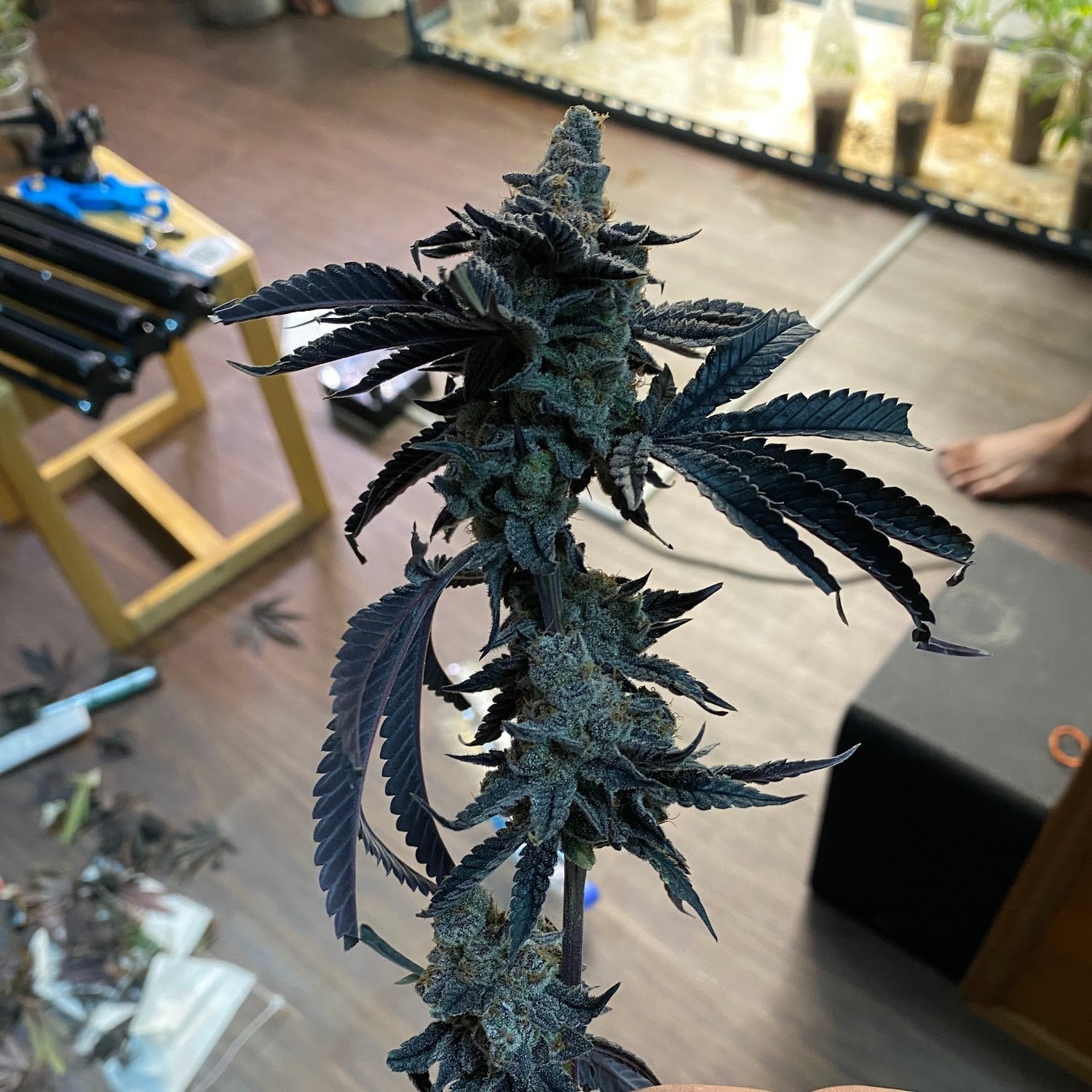 Weed Smith