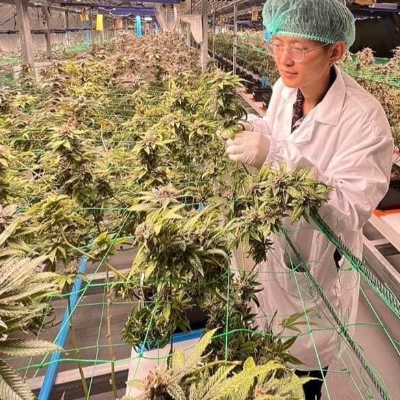 Long Pa Cannabis